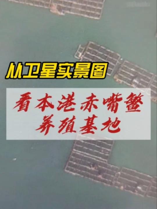 卫星实景图看本港赤嘴鳘鱼养殖基地,海鮸之乡饶平汫洲,这里水质清新,水流平稳 泥沙底质,非常