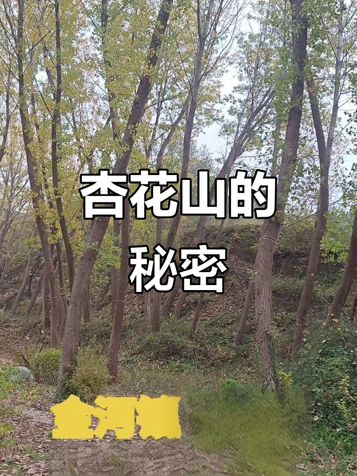 杏花山风水揭秘,妈妈的心事与未来的选择