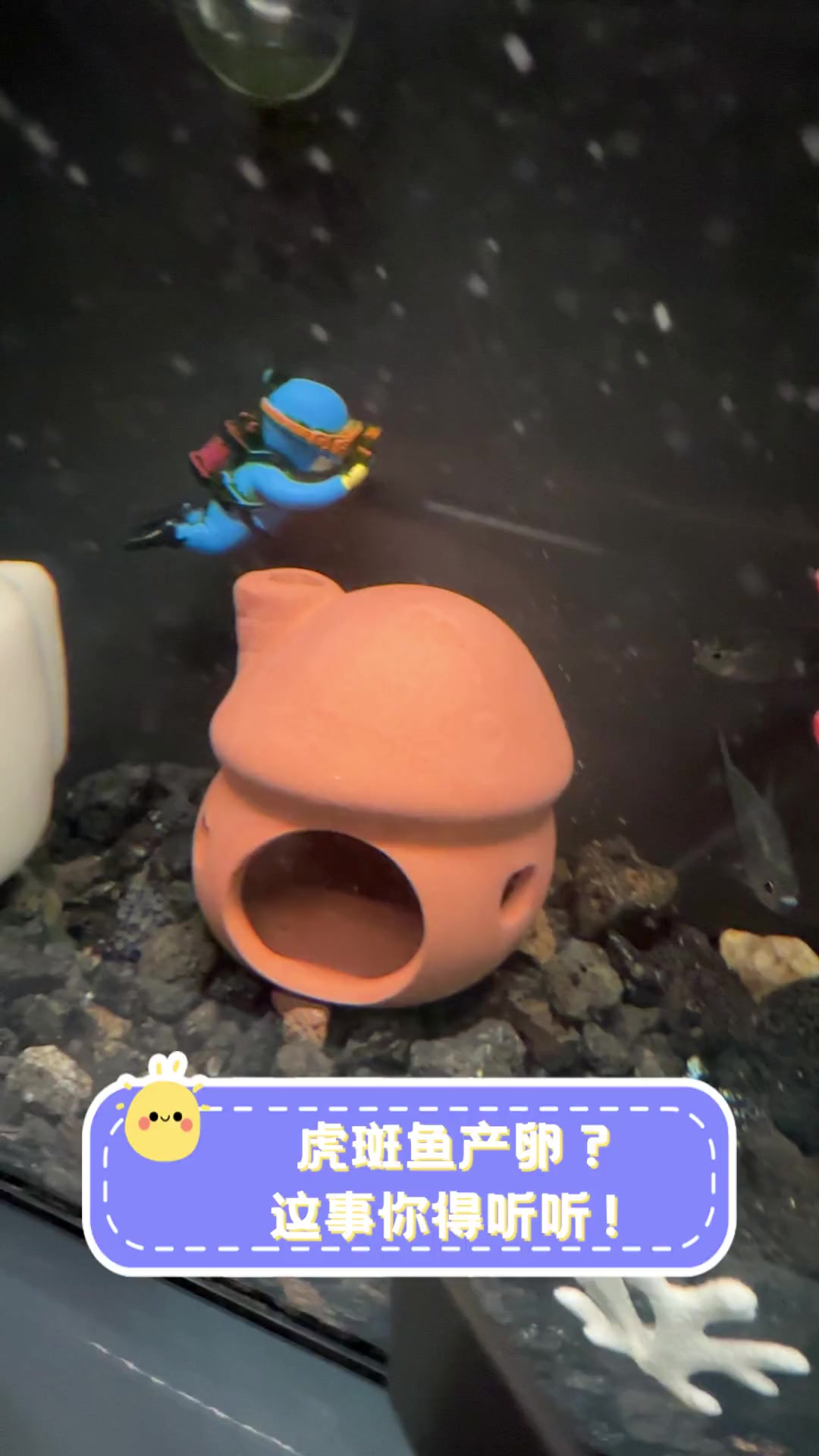 虎斑鱼产卵?这事你得听听!