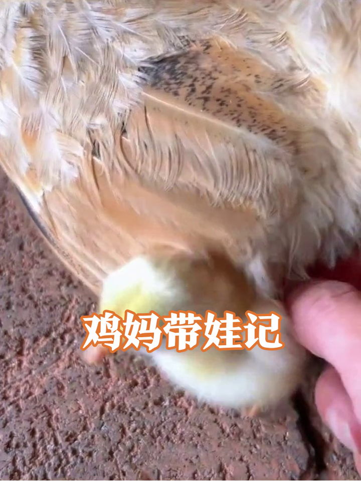 母鸡护崽太暖心!小鸡:我妈翅膀是顶级保暖被