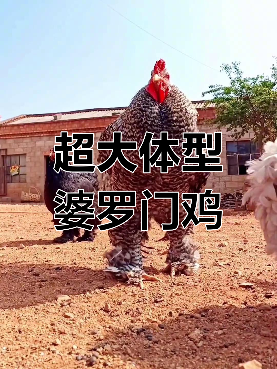 巨型婆罗门鸡,你敢吃吗?