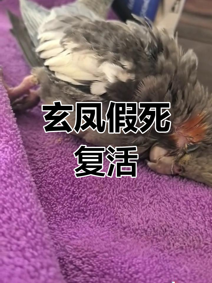 玄凤鹦鹉假死复苏,抢救过程惊心动魄