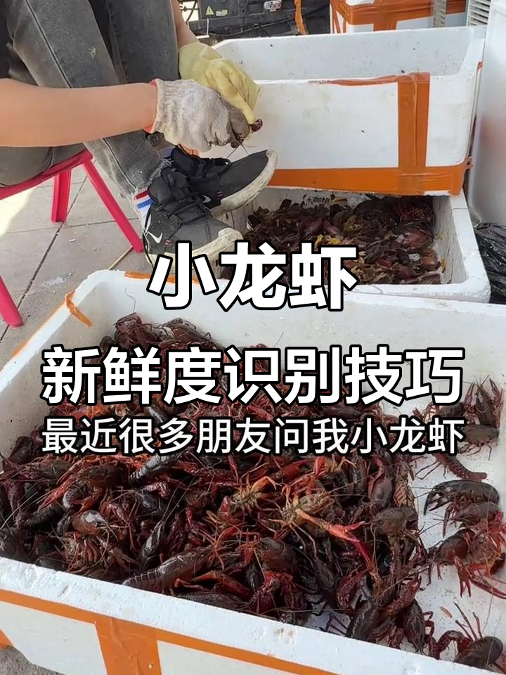 如何辨别小龙虾是否新鲜?教你分辨当天货与存货