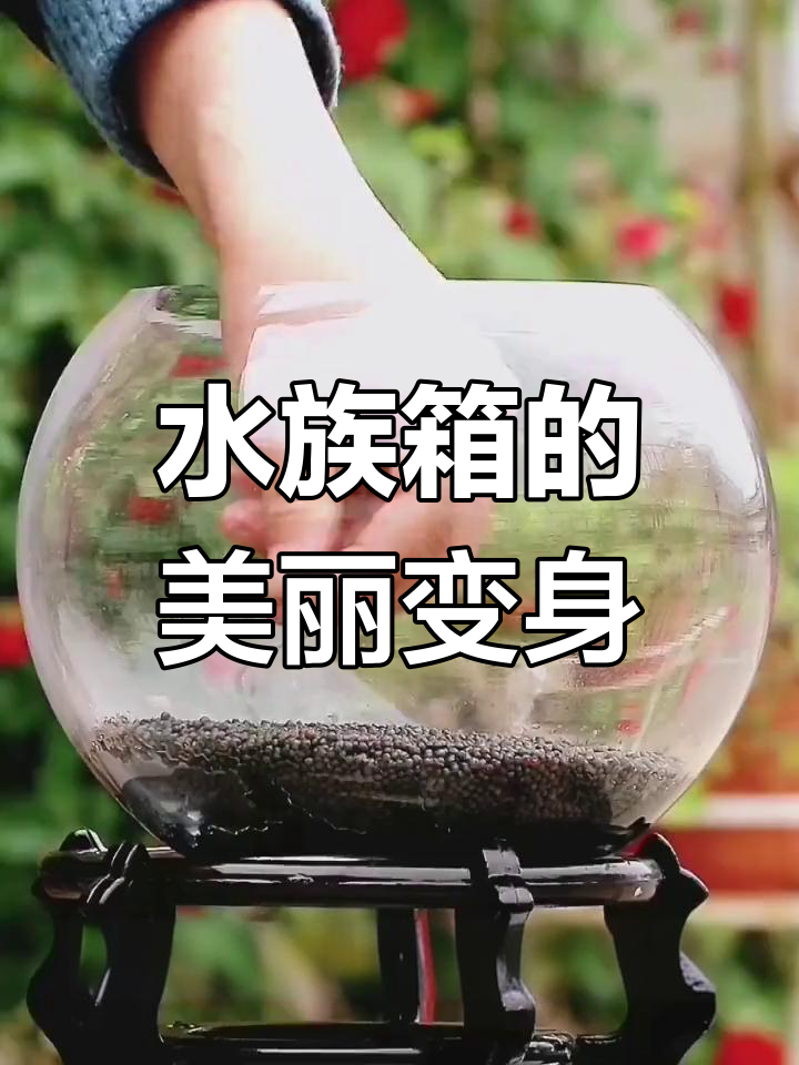 闲置鱼缸变美景,水草与小鱼让生活更添趣味