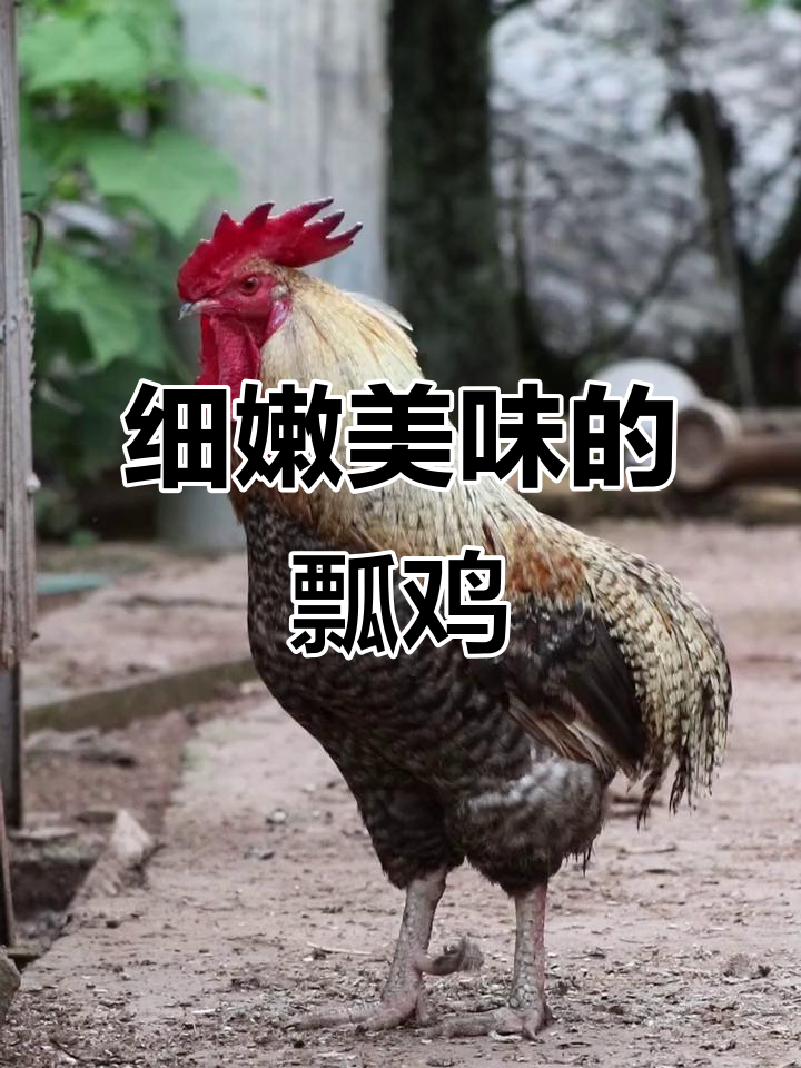 瓢鸡肉质鲜嫩,农村养殖的独特美味