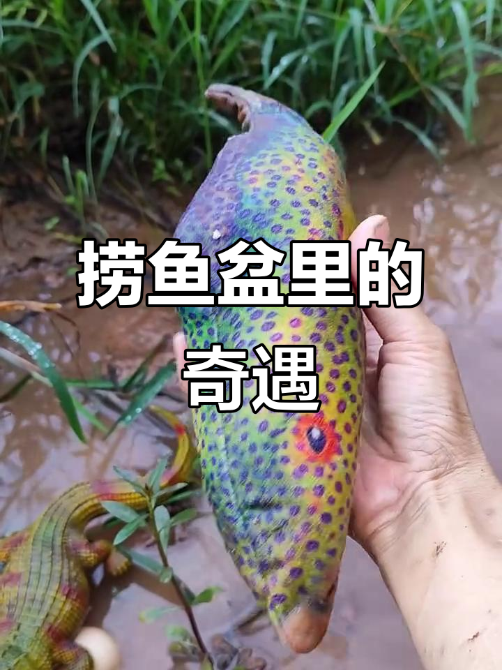 小河抓鱼大冒险,五彩鱼和长尾巴鱼的意外发现