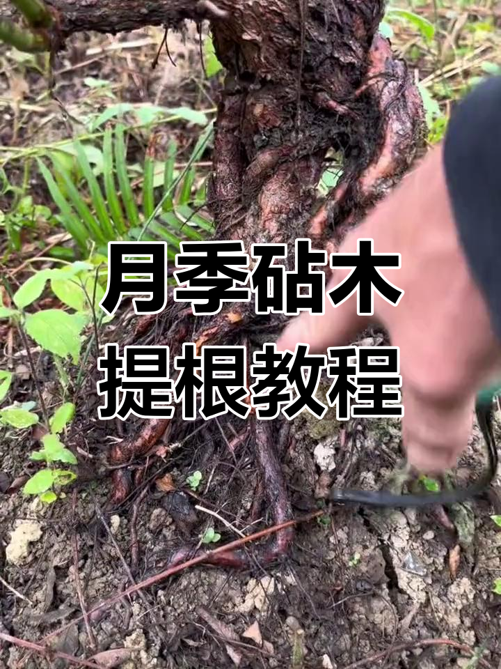 五年半墙皮根提根技巧,打造矮霸蔷薇盆景