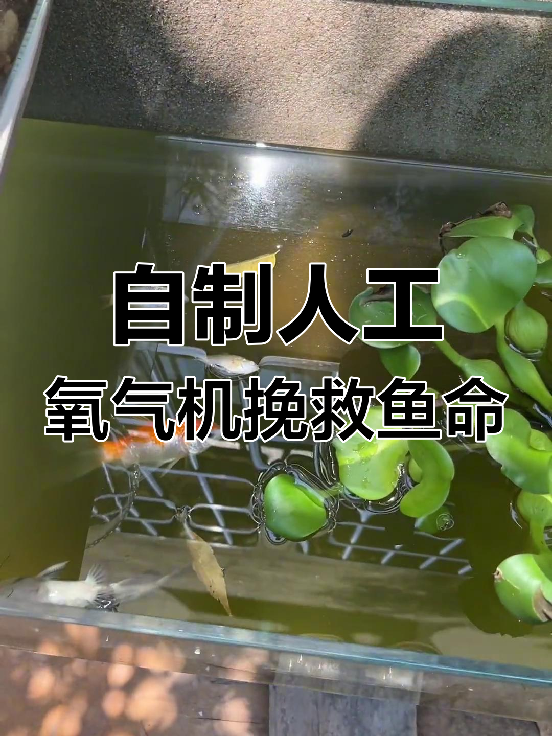 鱼缸频发悲剧,黄金鲨和红鲤接连去世!我动手做氧气机救场