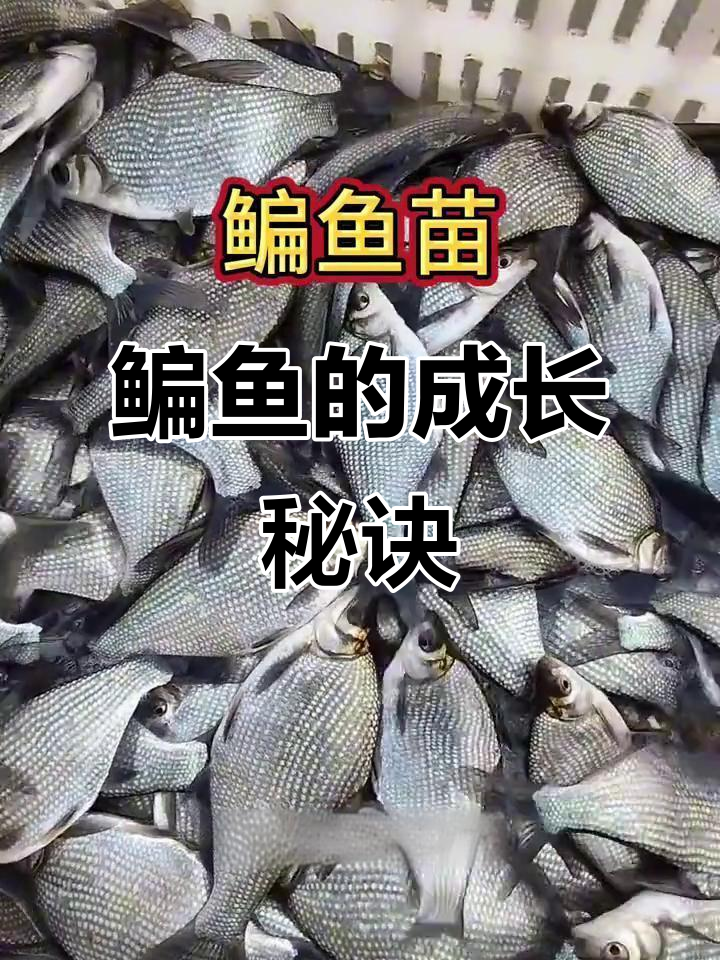 鳊鱼生长迅速,食性广泛,淡水养殖易成活