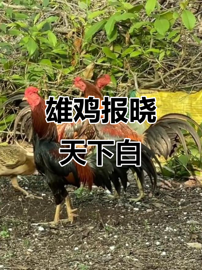 雄鸡一鸣,天亮破晓