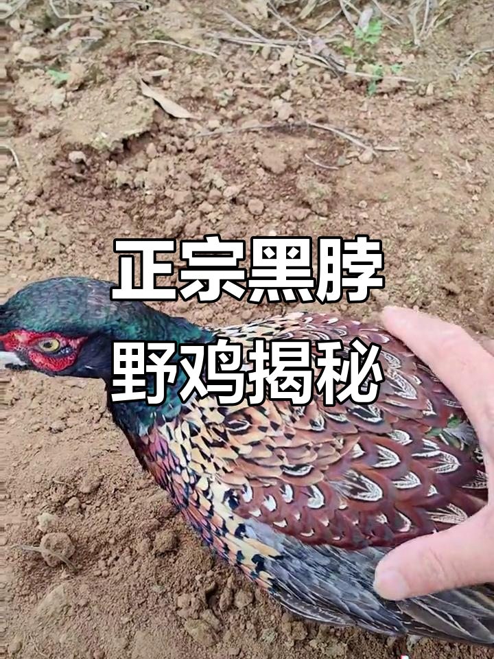 黑脖野鸡的独特毛色变化,乡村振兴新亮点