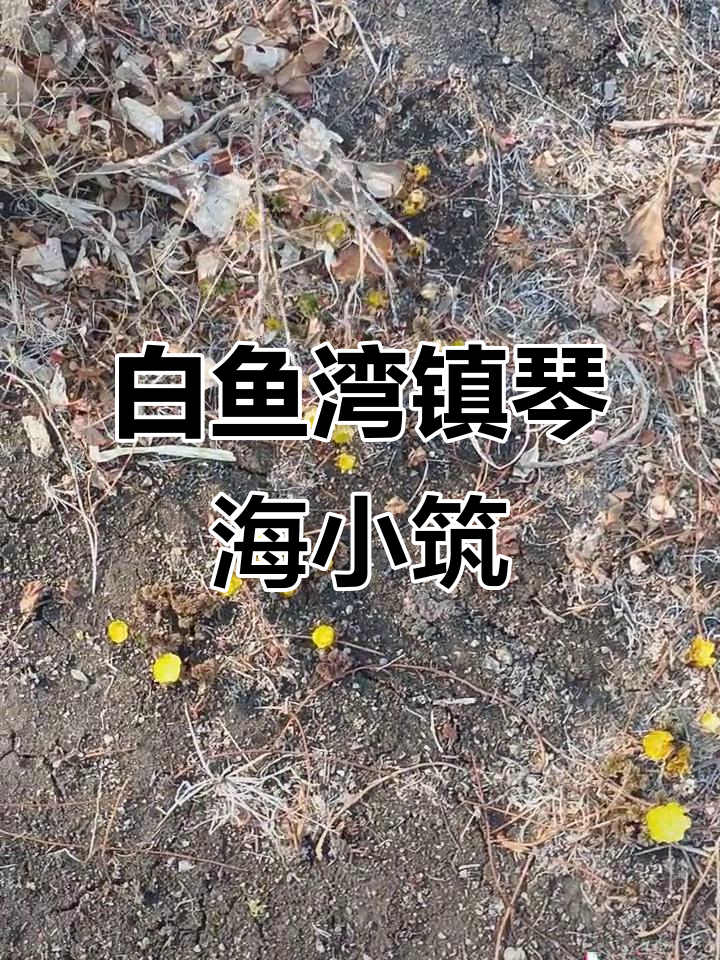 密山市白鱼湾镇琴海小筑：草原上的热流与豪放情怀
