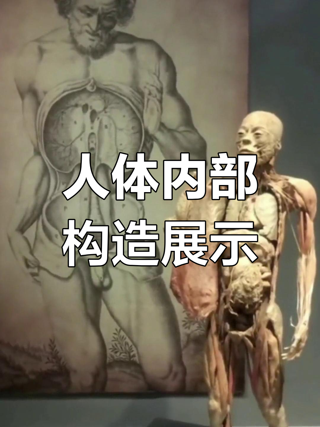 女性人体标本解剖结构揭秘