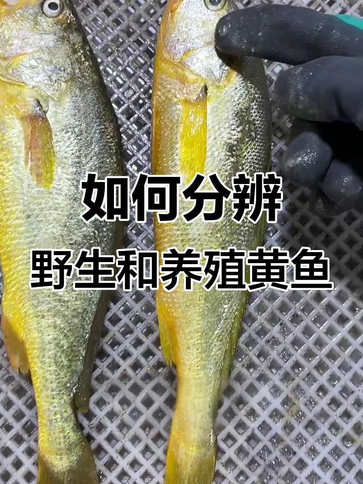 辨别真假黄鱼,野生与养殖的区别大揭秘