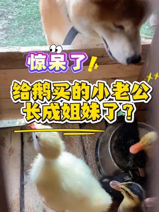 给鹅买了个小老公,结果好像养成了姐妹?两个月前买的小公鹅一转眼就长大了,但是怎么越看越像母