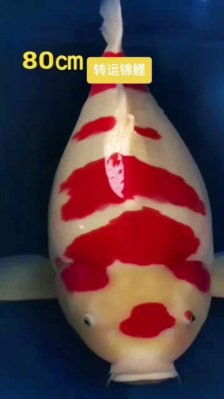 创作灵感 转运锦鲤2023年好运连连 精品锦鲤 创作灵感 2023祝大家兔然暴富 观赏鱼