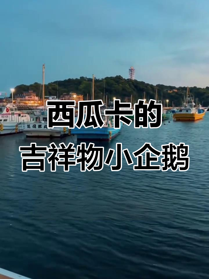日本这只企鹅火了，不仅是表情包！西瓜卡背后的故事