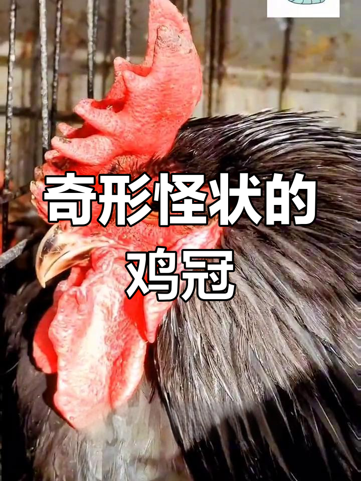 鸡冠的奇妙形状，你见过吗？