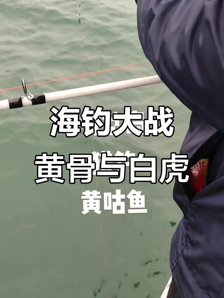 青岛近海船钓大作战,黄咕鱼与黑头黄鱼的激烈追逐
