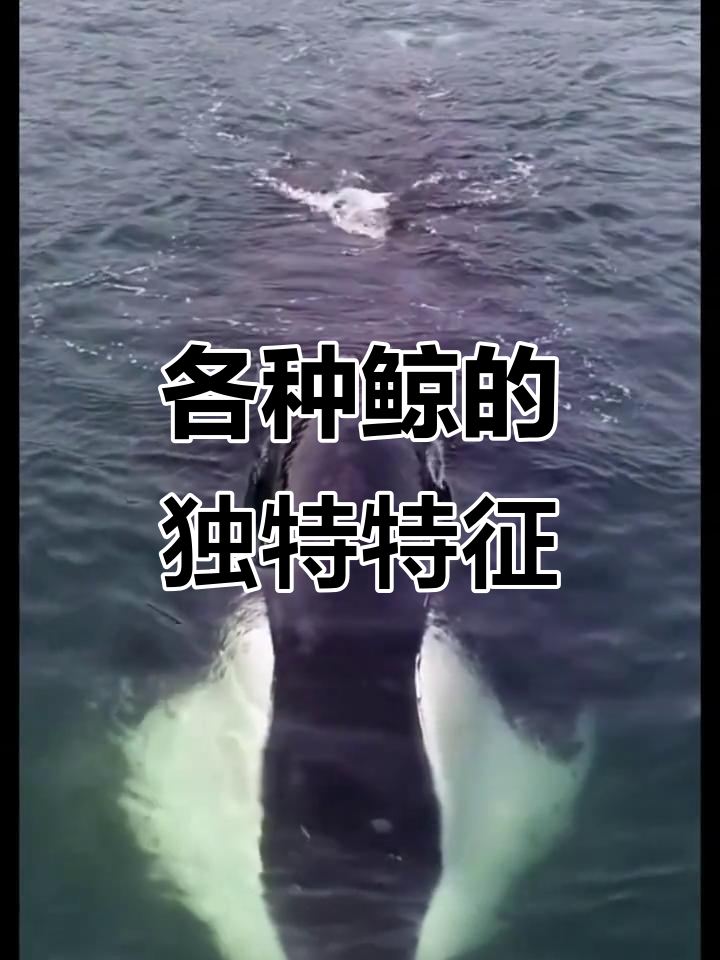 鲸鱼大揭秘：十几种不同种类的鲸，你了解吗？