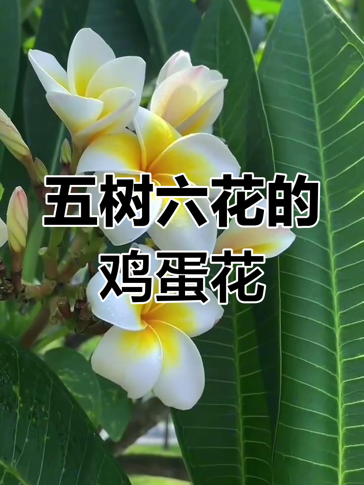 鸡蛋花:佛教五树六花之一,香气淡雅的美丽花朵