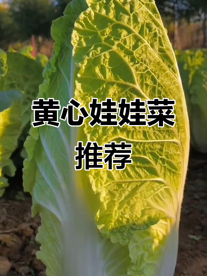 这款黄心娃娃菜,50天收获,品质优良,耐贮存