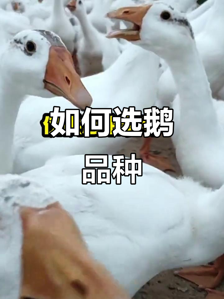 鹅品种选择指南:五种优质肉鹅推荐