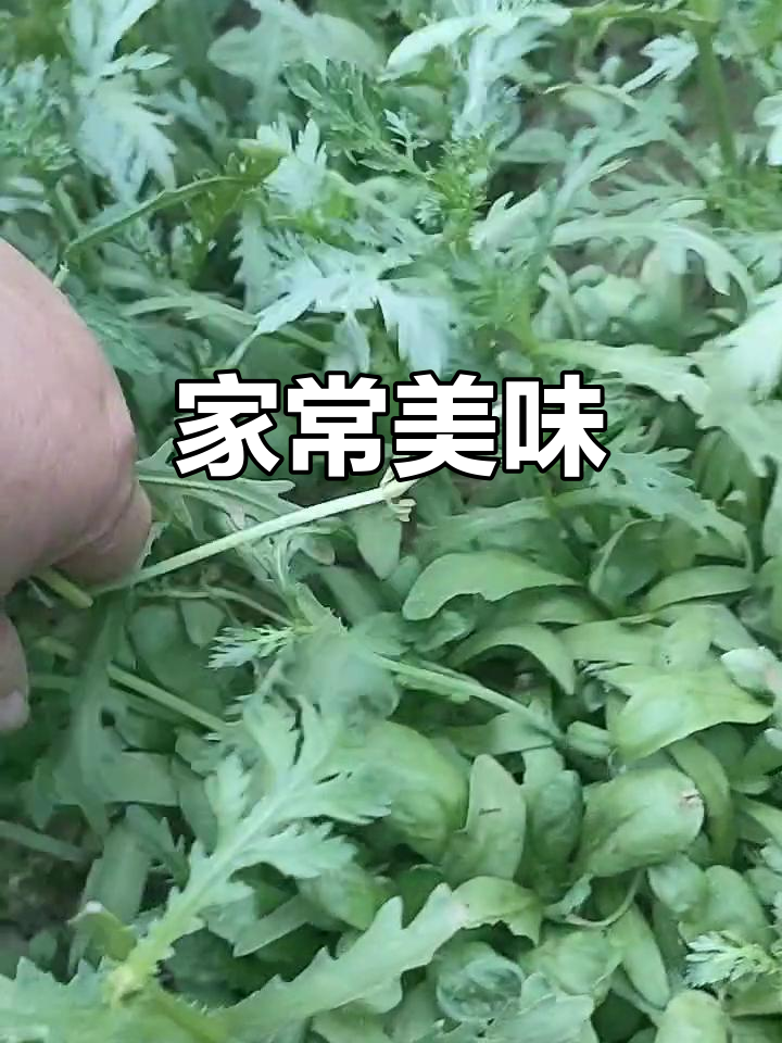 茼蒿蒸煮,红薯咕噜香,大头菜腌制亲手做