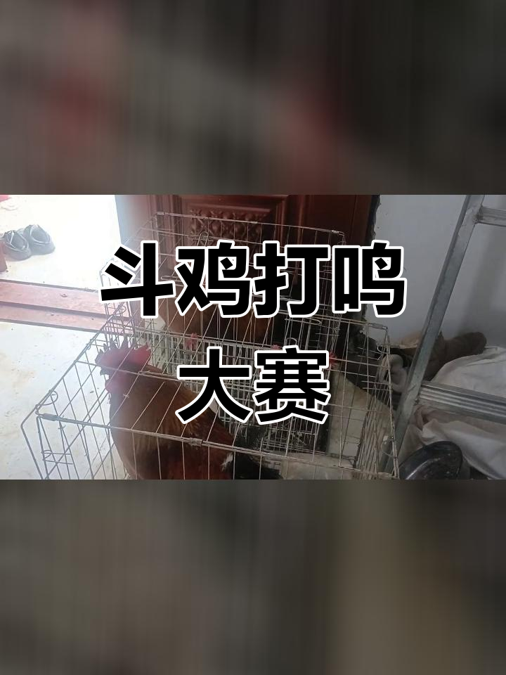 公鸡打鸣挑战,谁更强