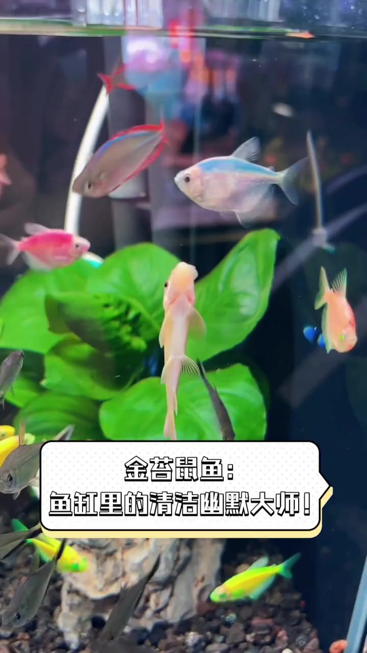 金苔鼠鱼:鱼缸里的清洁幽默大师!