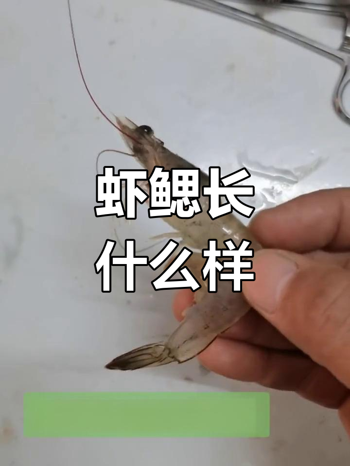 虾腮的结构与变化