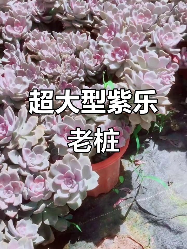 超大紫乐老桩,多肉植物中的“巨无霸”