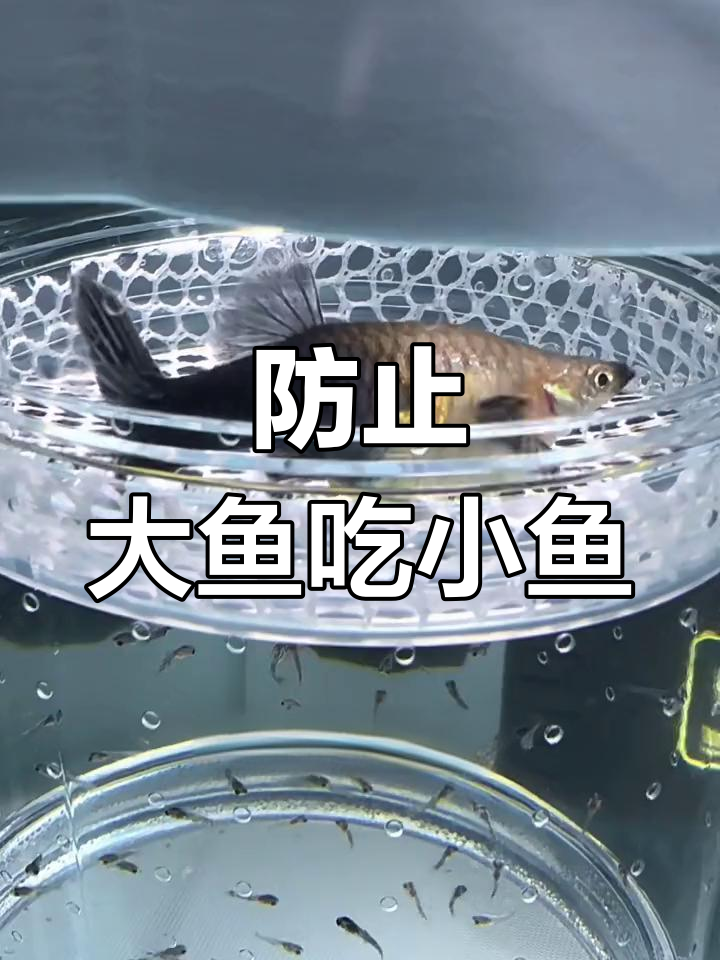 孔雀鱼繁殖新法,隔离盒保护小鱼苗