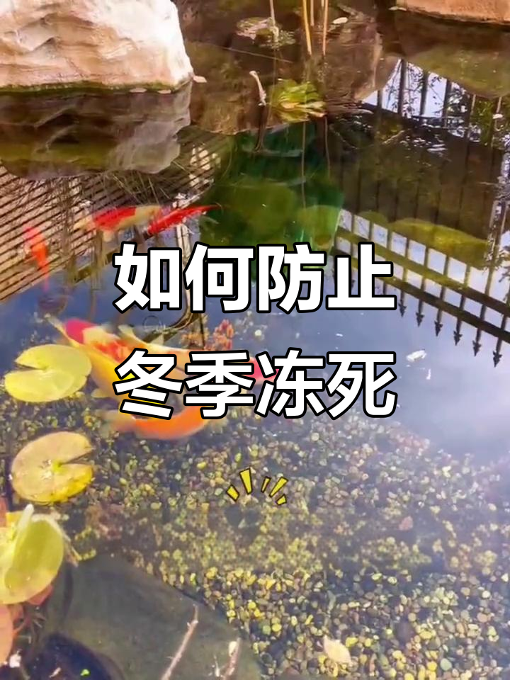 北方户外鱼池如何过冬?打破冰层让水循环