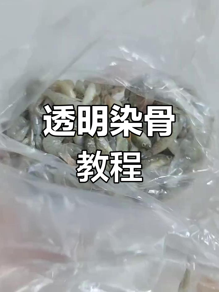 透明骨骼标本制作揭秘,蛇骨也能变“水晶”