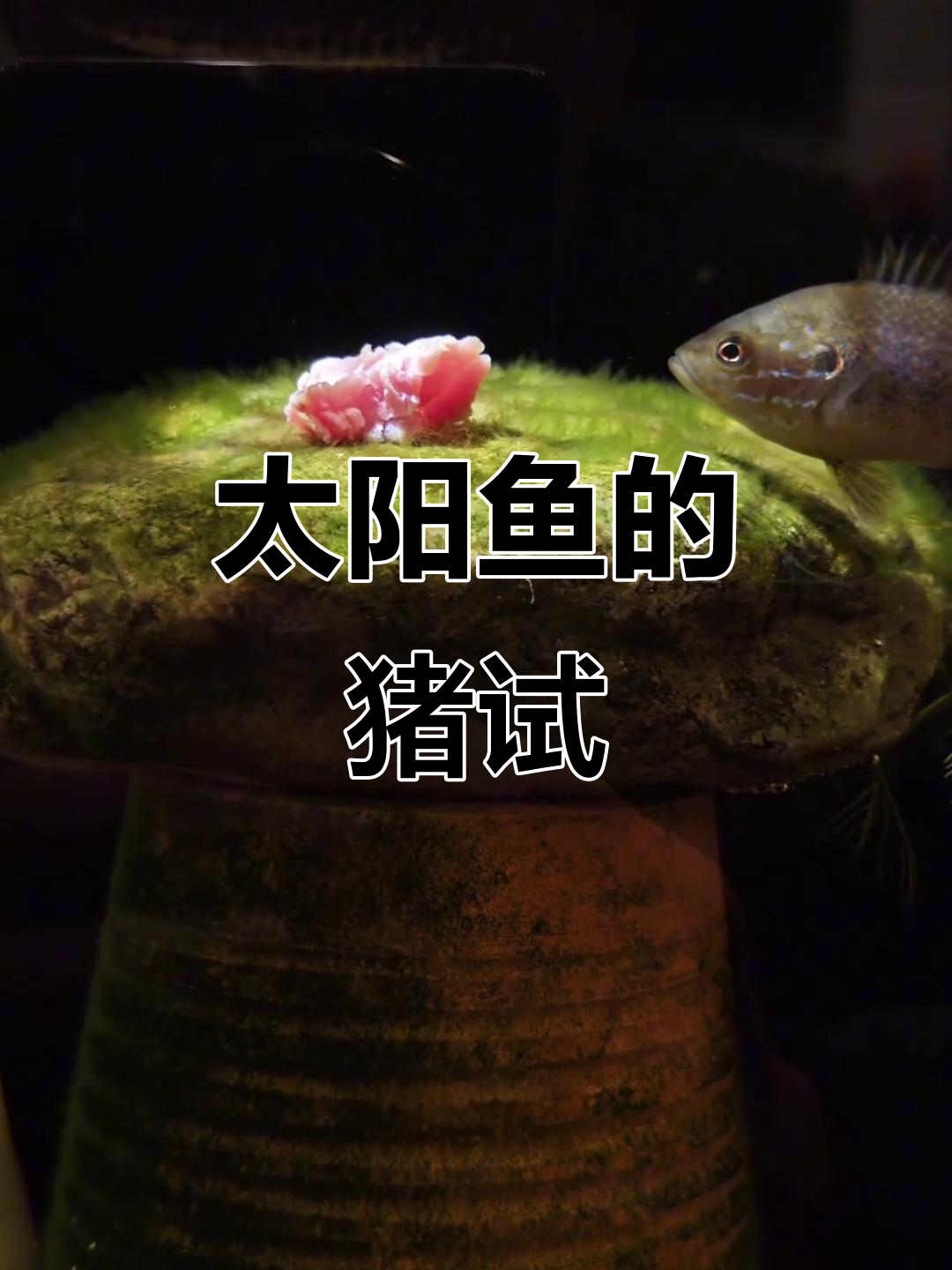 太阳鱼首次尝试猪肉,结果竟然这样!