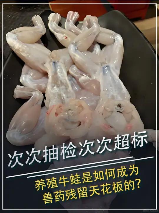 次次抽检次次超标,养殖牛蛙是如何成为兽药残留天花板的?