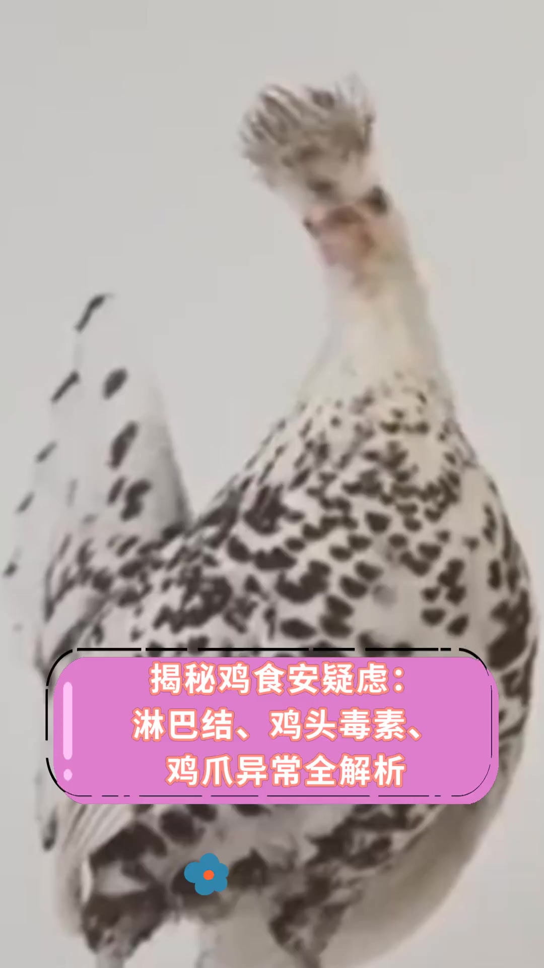 揭秘鸡食安疑虑:淋巴结、鸡头毒素、鸡爪异常全解析