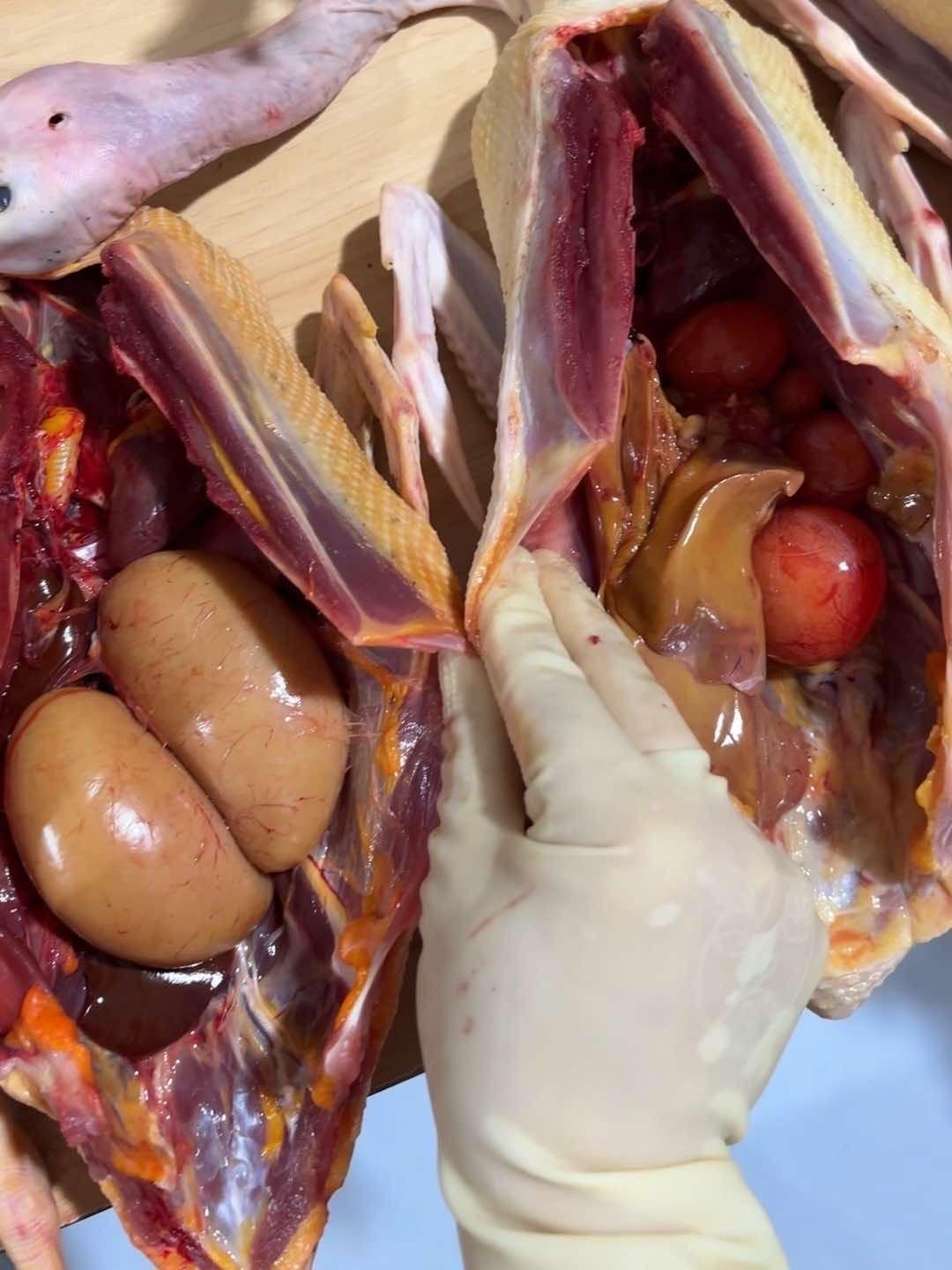 鸡鸭鹅 好食材才能做出好味道 土麻鸭 好吃不贵经济实惠 把家乡的味道分享给大家 马上开播啦