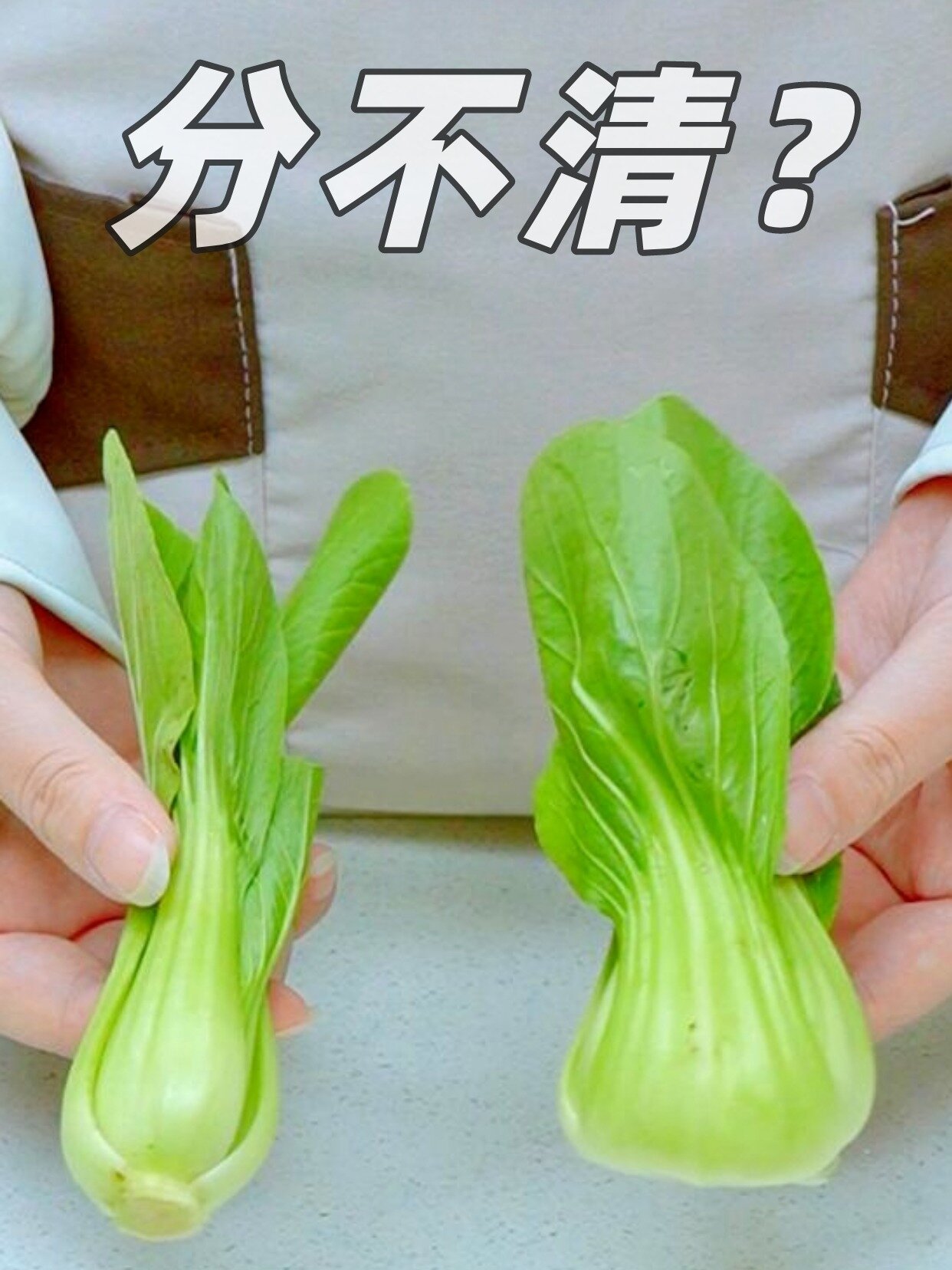 上海青?小油菜?瓢儿白?小白菜?怎么区分