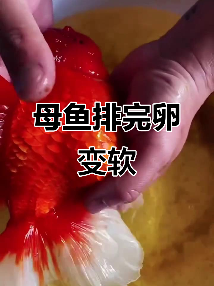 母鱼排卵后肚子瘪了,竟是这种原因!