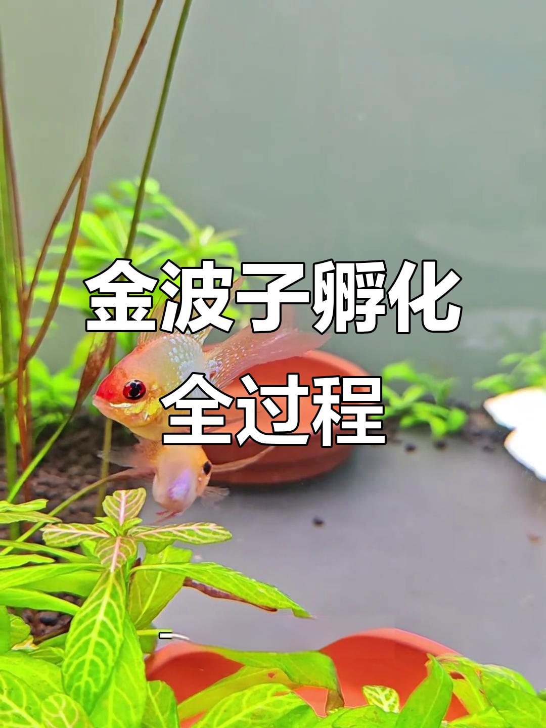 金波子孵化全纪录：从产卵到黑眼小尾巴的成长过程