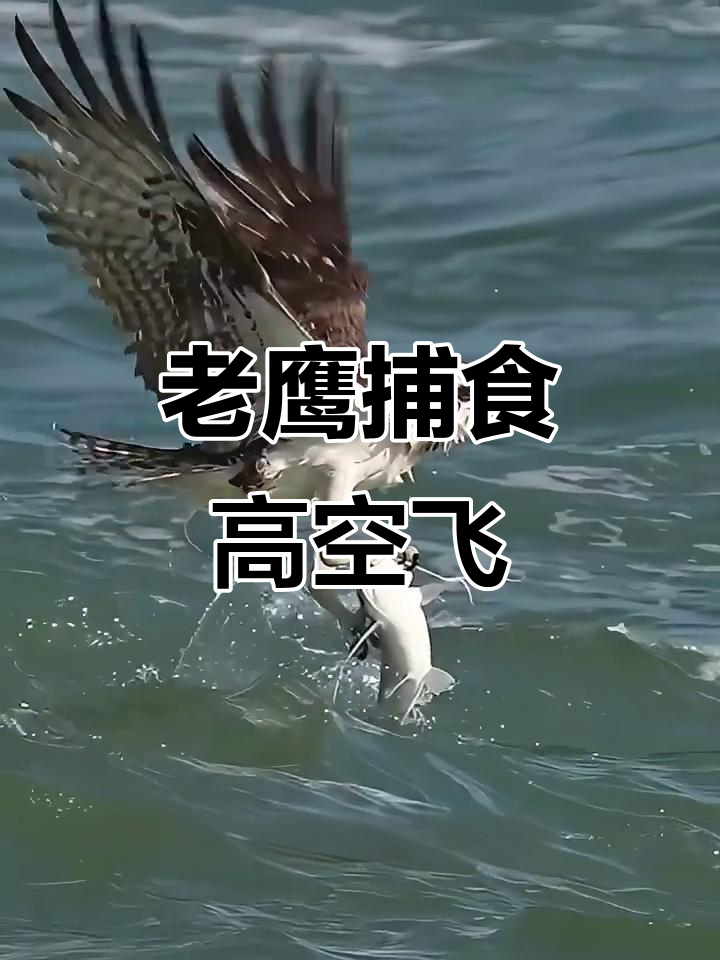 老鹰抓鱼冲天飞,鱼儿惊险体验“飞翔”