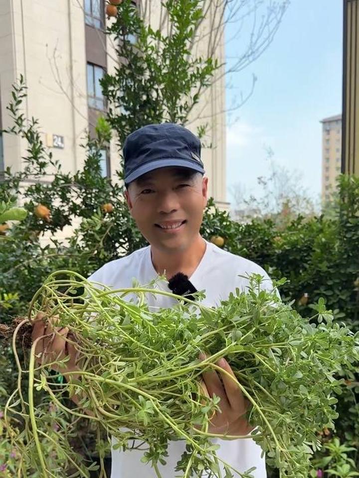 这颗野菜谁认识，怎么做才好吃！
