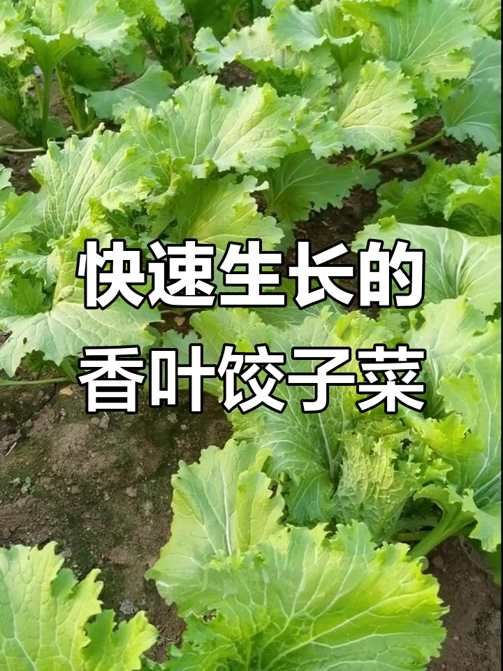香叶饺子菜,种一次就能收获美味!