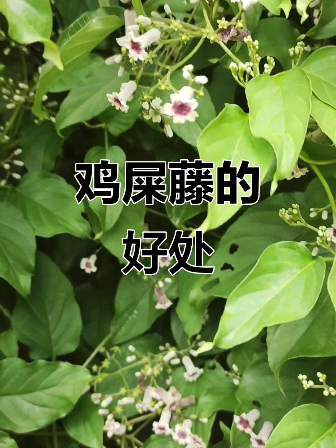 鸡屎藤的神奇作用,脾胃不适、关节痛都能缓解