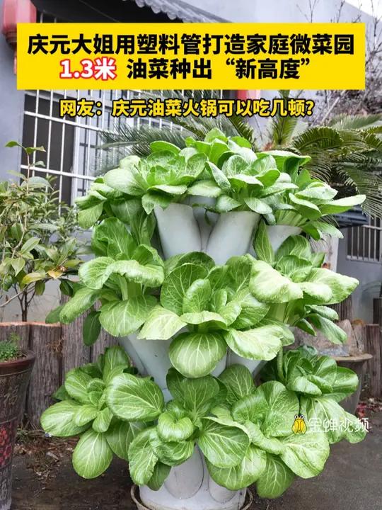 庆元大姐用塑料管打造家庭微菜园,1.3米,油菜种出“新高度”。网友:庆元油菜火锅可以吃几顿