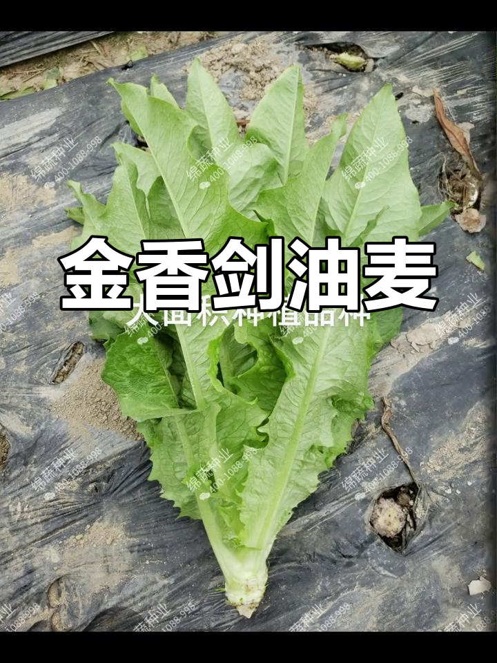 大面积种植油麦菜品种推荐