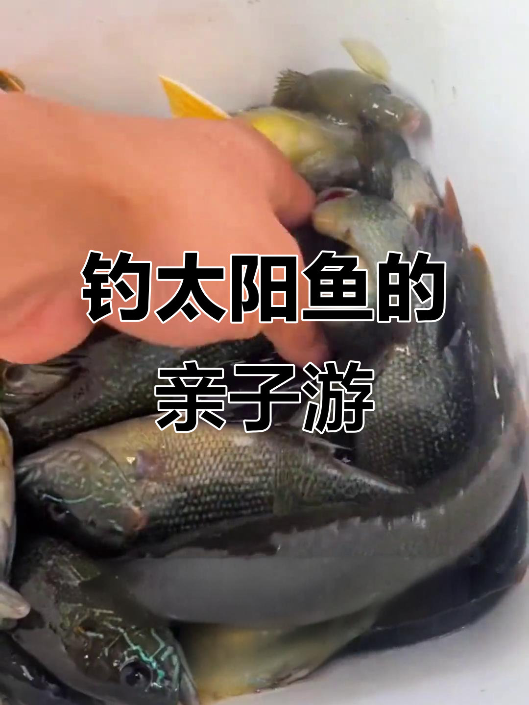 太阳鱼钓鱼体验,亲子互动乐趣多