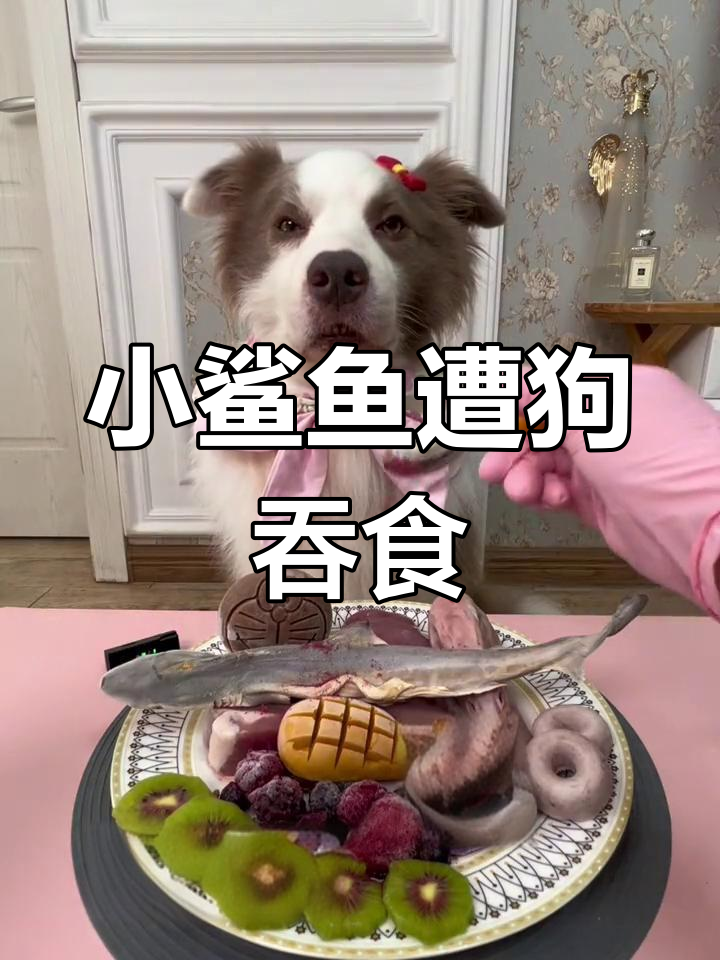 小鲨鱼竟被小狗吃掉,边牧吃生骨肉大快朵颐